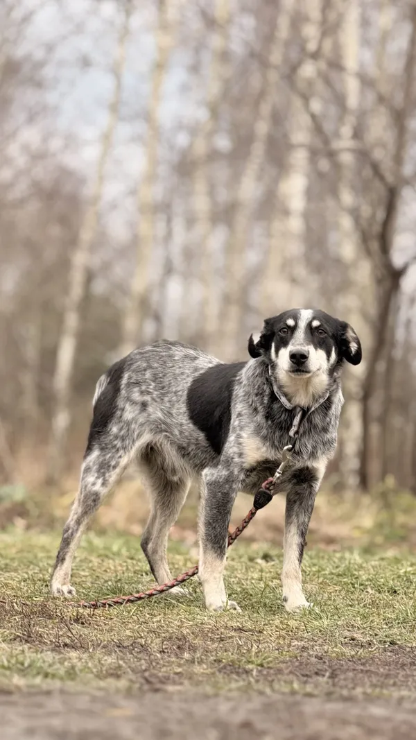 Pies do adopcji, Pieczyska, 15 kwietnia 2025 (2/5)