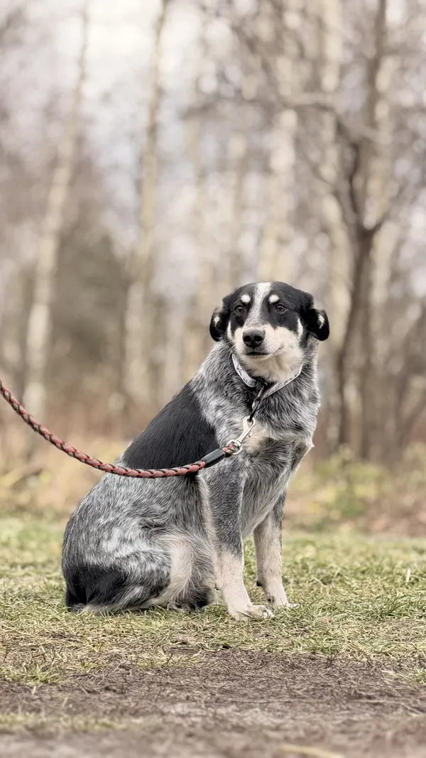 Pies do adopcji, Pieczyska, 15 kwietnia 2025 (4/5)