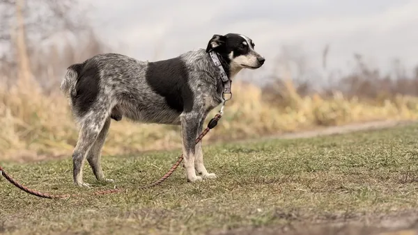 Pies do adopcji, Pieczyska, 15 kwietnia 2025 (5/5)