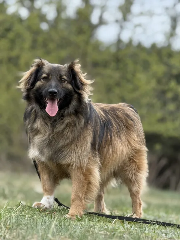 Pies do adopcji, Pieczyska, 15 kwietnia 2025 (2/5)