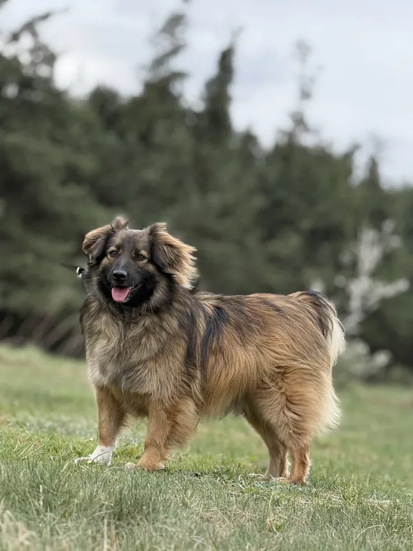 Pies do adopcji, Pieczyska, 15 kwietnia 2025 (3/5)