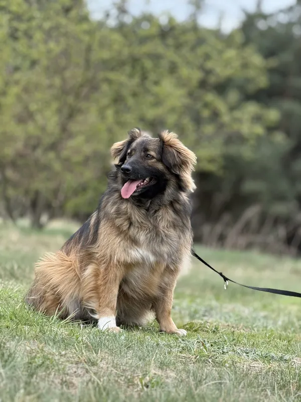 Pies do adopcji, Pieczyska, 15 kwietnia 2025 (5/5)