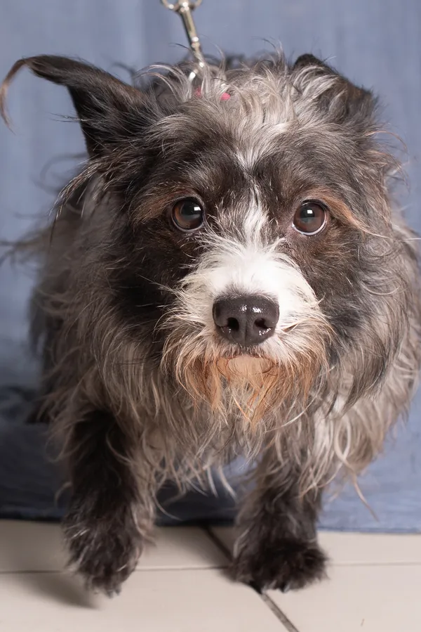 Pies do adopcji, Gdańsk, 15 kwietnia 2025