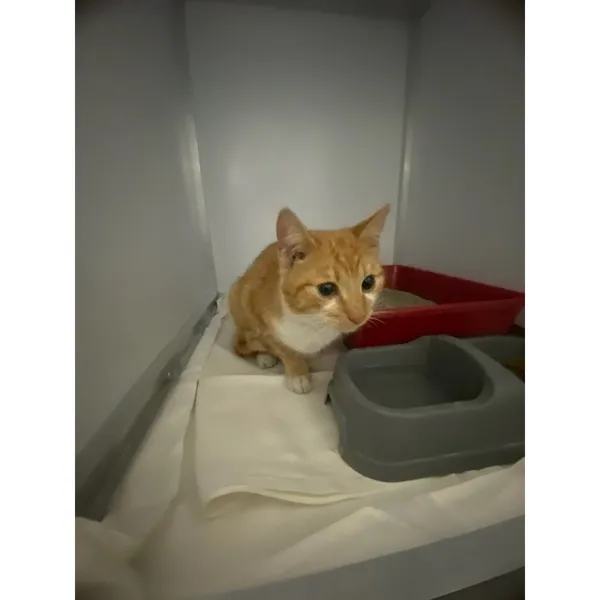 Znaleziono kota, Białystok, 15 kwietnia 2025