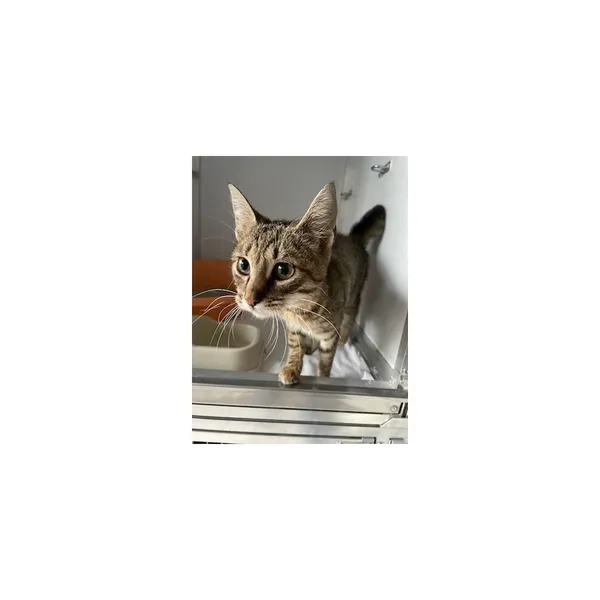 Znaleziono kota, Białystok, 15 kwietnia 2025