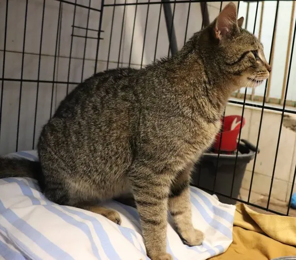 Znaleziono kota, Łódź, 16 kwietnia 2025 (1/5)