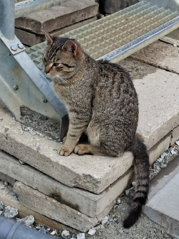 Znaleziono kota, Łódź, 16 kwietnia 2025 (2/5)