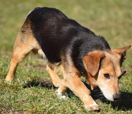 Znaleziono psa, Grudziądz, 22 lutego 2025