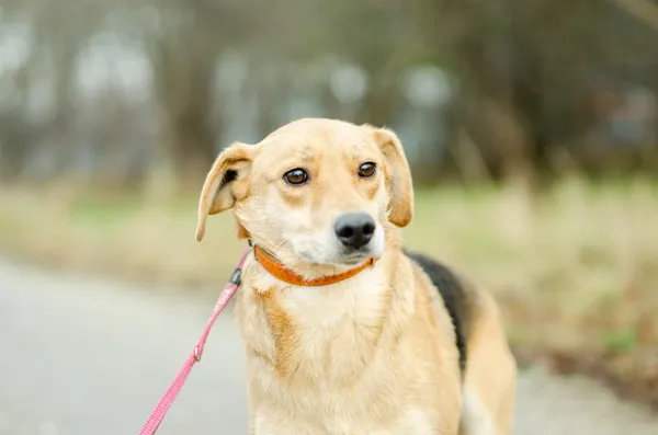 Oddam psa, Gdańsk, Strzyża, 16 kwietnia 2025 (4/4)