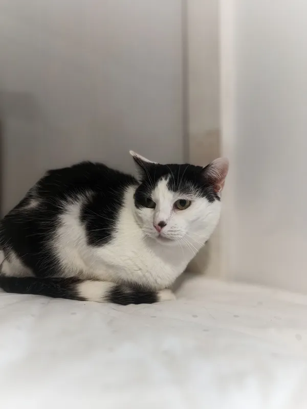 Oddam kota, Szłapy, 16 kwietnia 2025 (3/3)