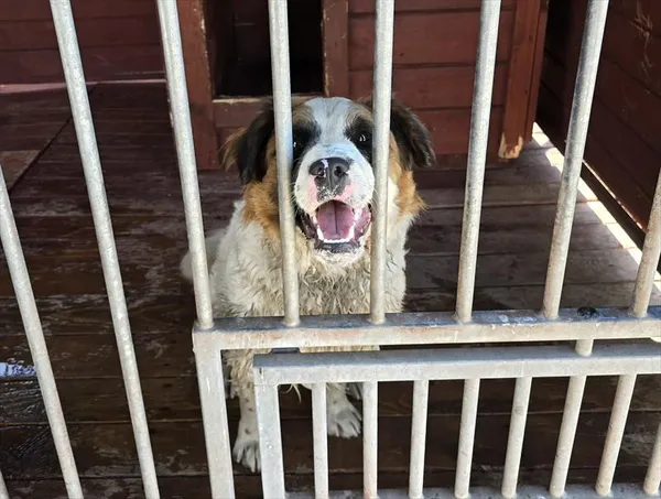 Pies do adopcji, Gorzów Wielkopolski, 15 kwietnia 2025