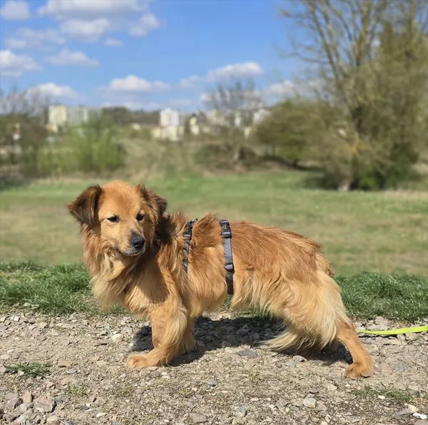 Pies do adopcji, Gorzów Wielkopolski, 5 kwietnia 2025