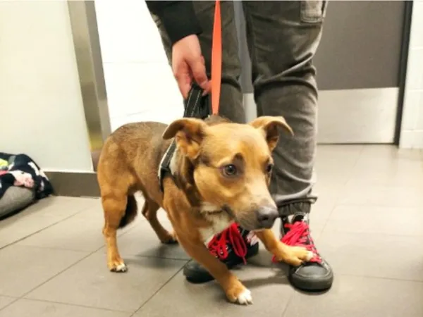 Znaleziono psa, Bydgoszcz, 15 kwietnia 2025