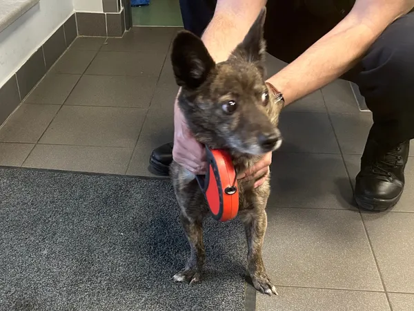 Znaleziono psa, Bydgoszcz, 15 kwietnia 2025