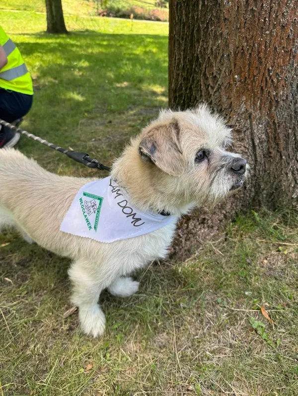 Pies do adopcji, Włocławek, 28 sierpnia 2024 (2/5)