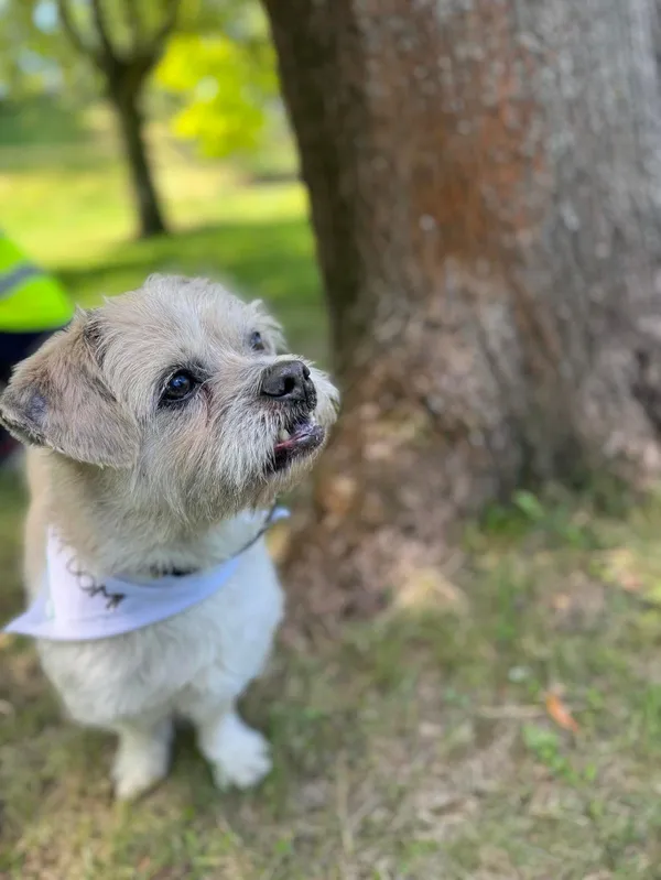 Pies do adopcji, Włocławek, 28 sierpnia 2024 (4/5)