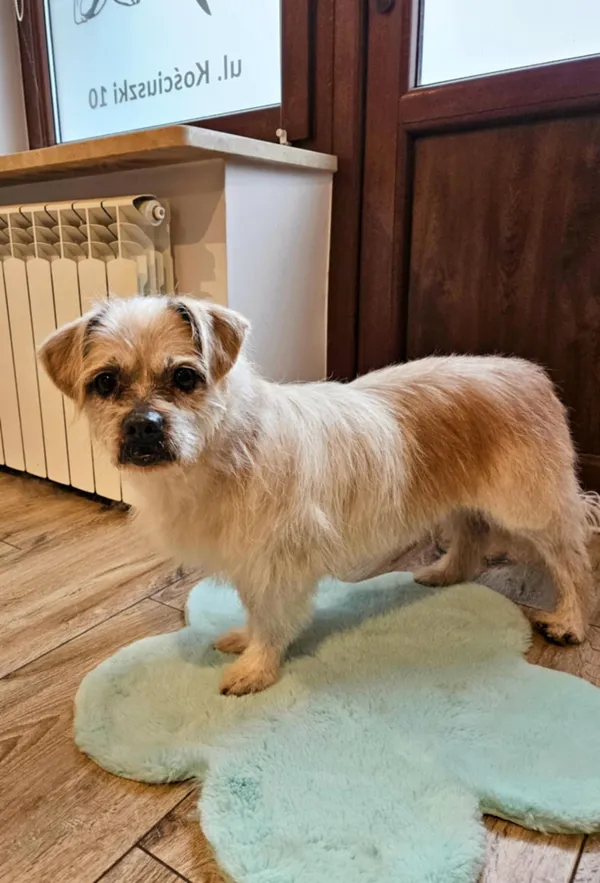 Pies do adopcji, Włocławek, 28 sierpnia 2024 (5/5)