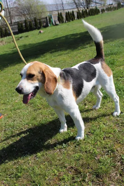 Pies do adopcji, Bełchatów, 24 marca 2025 (2/5)