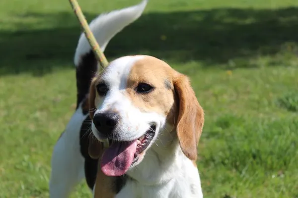 Pies do adopcji, Bełchatów, 24 marca 2025 (3/5)