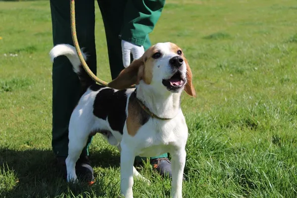 Pies do adopcji, Bełchatów, 24 marca 2025 (4/5)