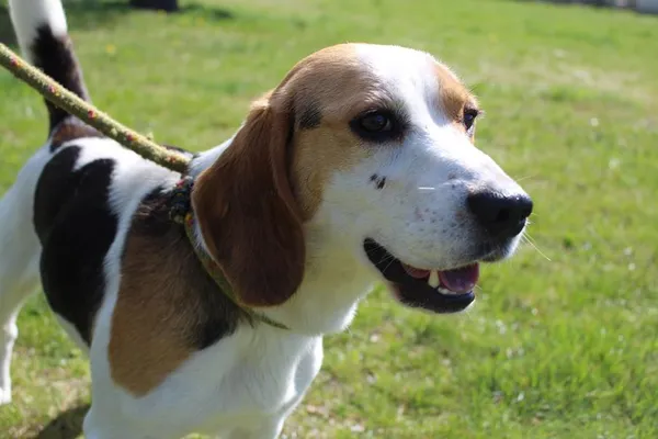 Pies do adopcji, Bełchatów, 24 marca 2025 (5/5)