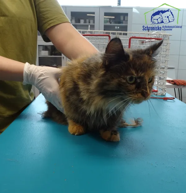 Kot do adopcji, Szczecin, 16 kwietnia 2025