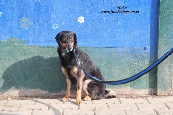Pies do adopcji, Nowy Dwór Mazowiecki, 16 kwietnia 2025 (1/4)