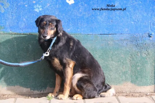 Pies do adopcji, Nowy Dwór Mazowiecki, 16 kwietnia 2025 (2/4)