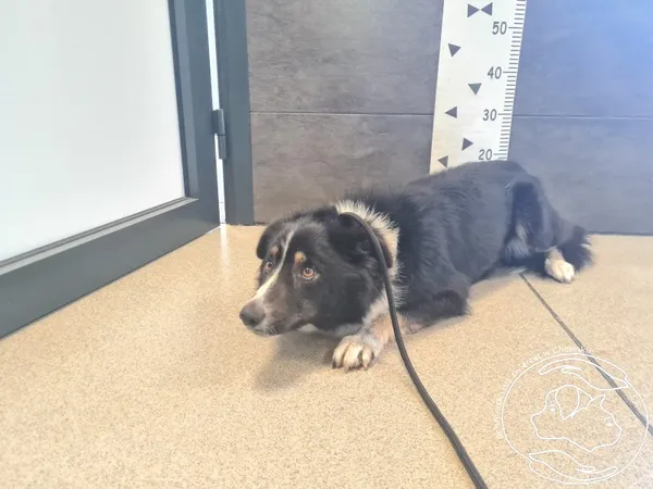 Znaleziono psa, Chełmek, 15 kwietnia 2025