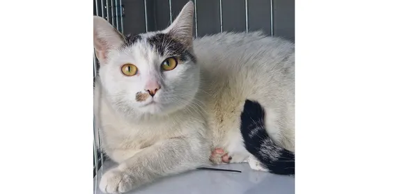 Kot do adopcji, Wrocław, 14 kwietnia 2025