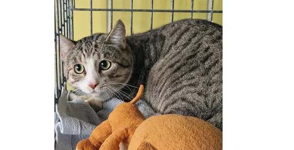 Kot do adopcji, Wrocław, 14 kwietnia 2025