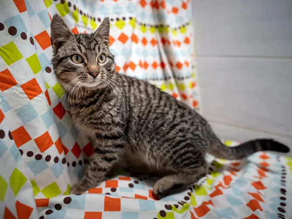 Znaleziono kota, Sosnowiec, 15 kwietnia 2025 (1/5)