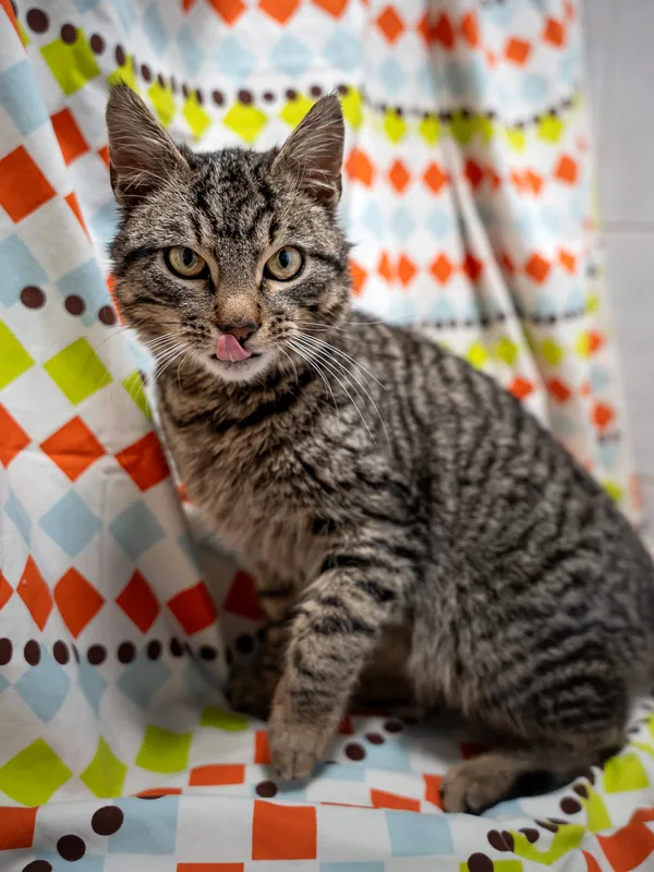 Znaleziono kota, Sosnowiec, 15 kwietnia 2025 (2/5)