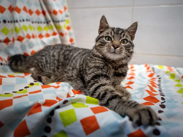 Znaleziono kota, Sosnowiec, 15 kwietnia 2025 (3/5)