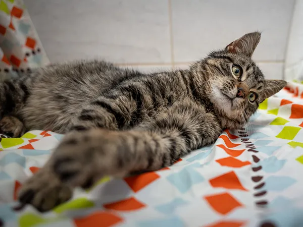 Znaleziono kota, Sosnowiec, 15 kwietnia 2025 (5/5)