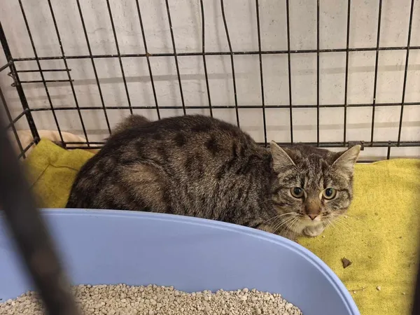 Znaleziono kota, Sosnowiec, 15 kwietnia 2025