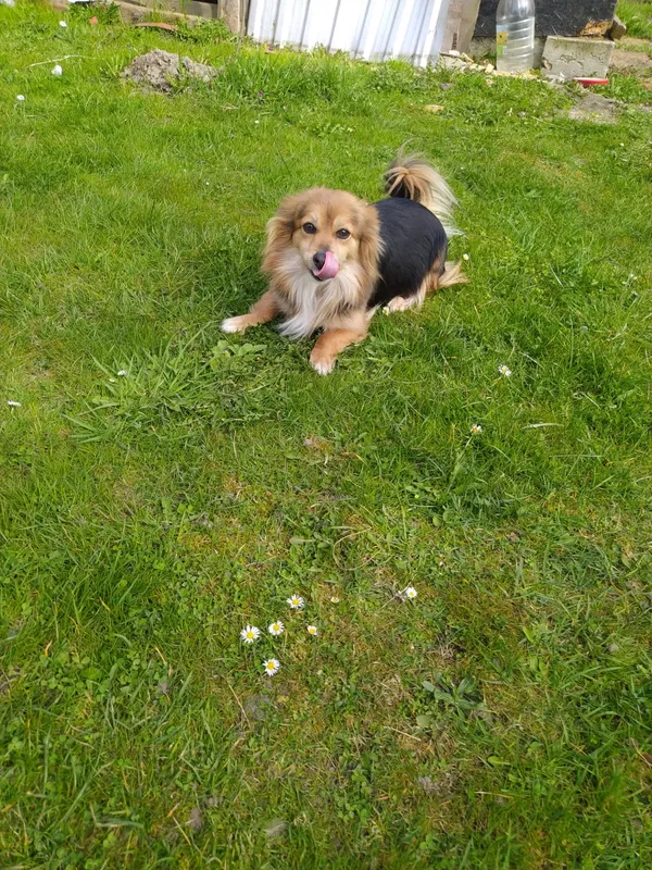 Zaginął pies, Parzęczew, 17 kwietnia 2025 (1/2)