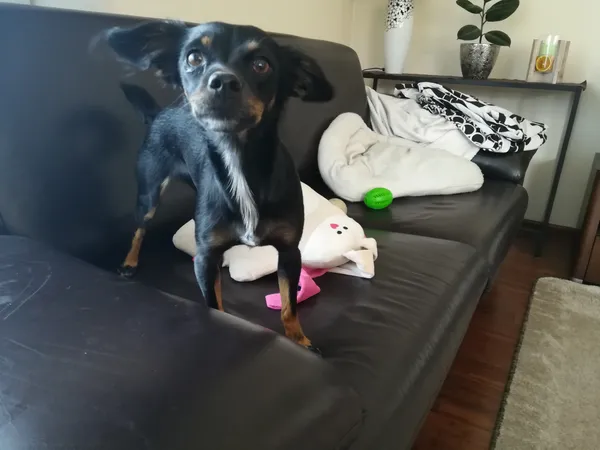 Zaginął pies, Podolany, 17 kwietnia 2025 (1/2)