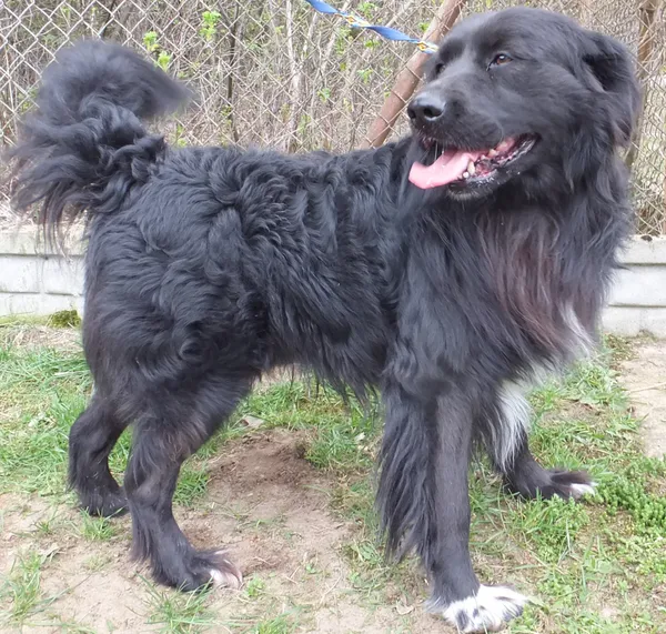 Znaleziono psa, Nowa Krępa, 11 kwietnia 2025