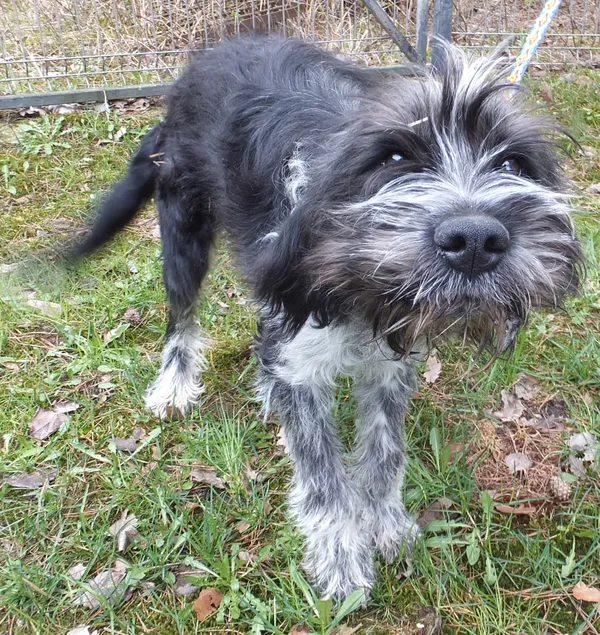 Znaleziono psa, Nowa Krępa, 3 kwietnia 2025