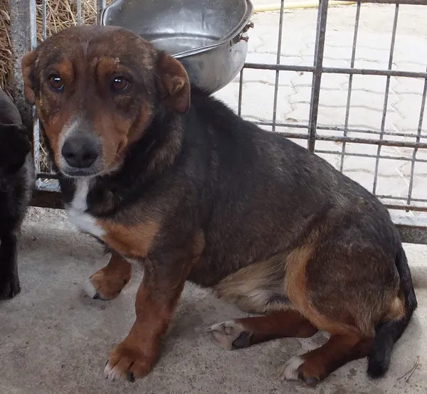 Znaleziono psa, Nowa Krępa, 8 kwietnia 2025