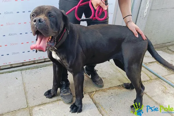 Znaleziono psa, Racławice, 16 kwietnia 2025 (1/5)