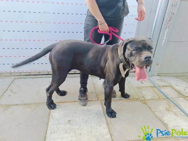 Znaleziono psa, Racławice, 16 kwietnia 2025 (2/5)