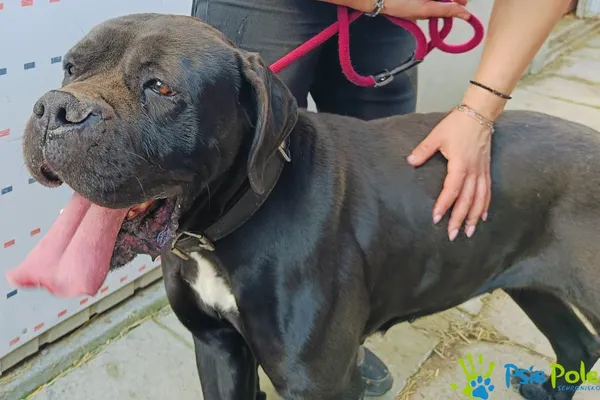 Znaleziono psa, Racławice, 16 kwietnia 2025 (3/5)