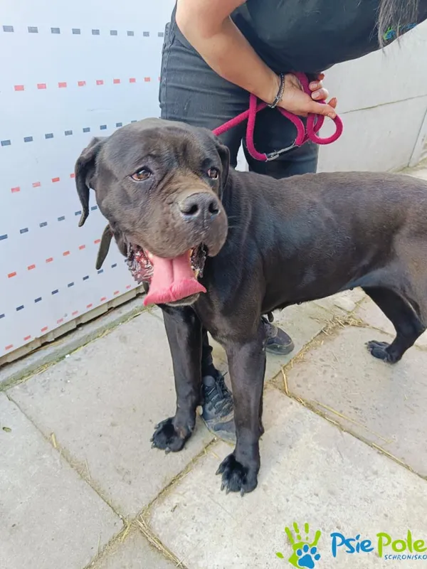 Znaleziono psa, Racławice, 16 kwietnia 2025 (4/5)