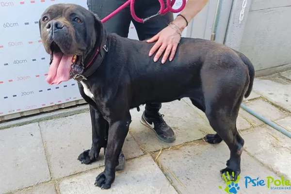 Znaleziono psa, Racławice, 16 kwietnia 2025 (5/5)