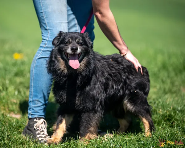 Znaleziono psa, Racławice, 11 kwietnia 2025 (1/5)