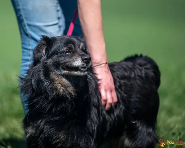 Znaleziono psa, Racławice, 11 kwietnia 2025 (2/5)