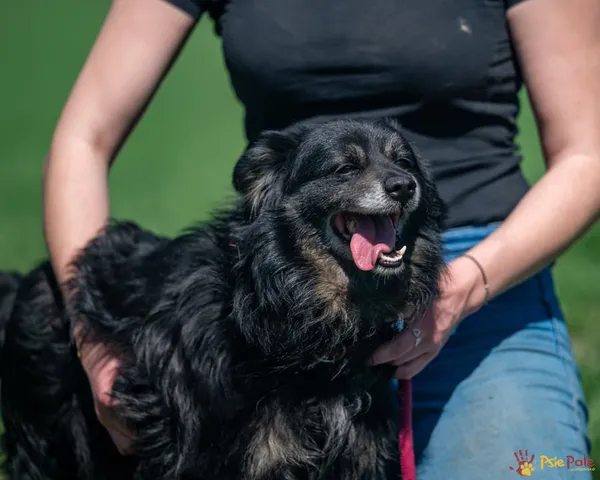 Znaleziono psa, Racławice, 11 kwietnia 2025 (5/5)