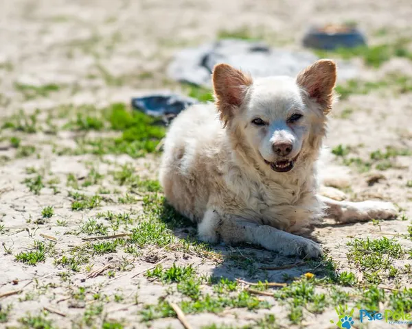 Znaleziono psa, Racławice, 11 kwietnia 2025 (2/5)